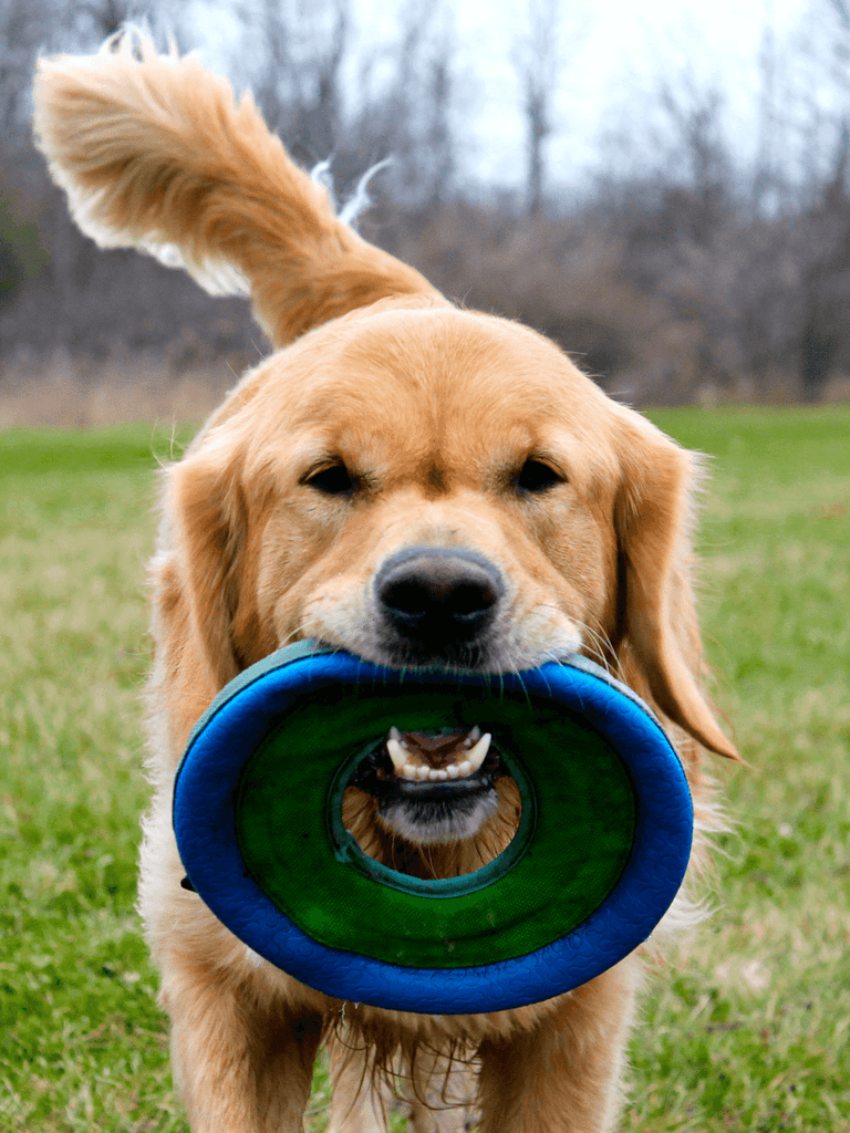 Frisbee