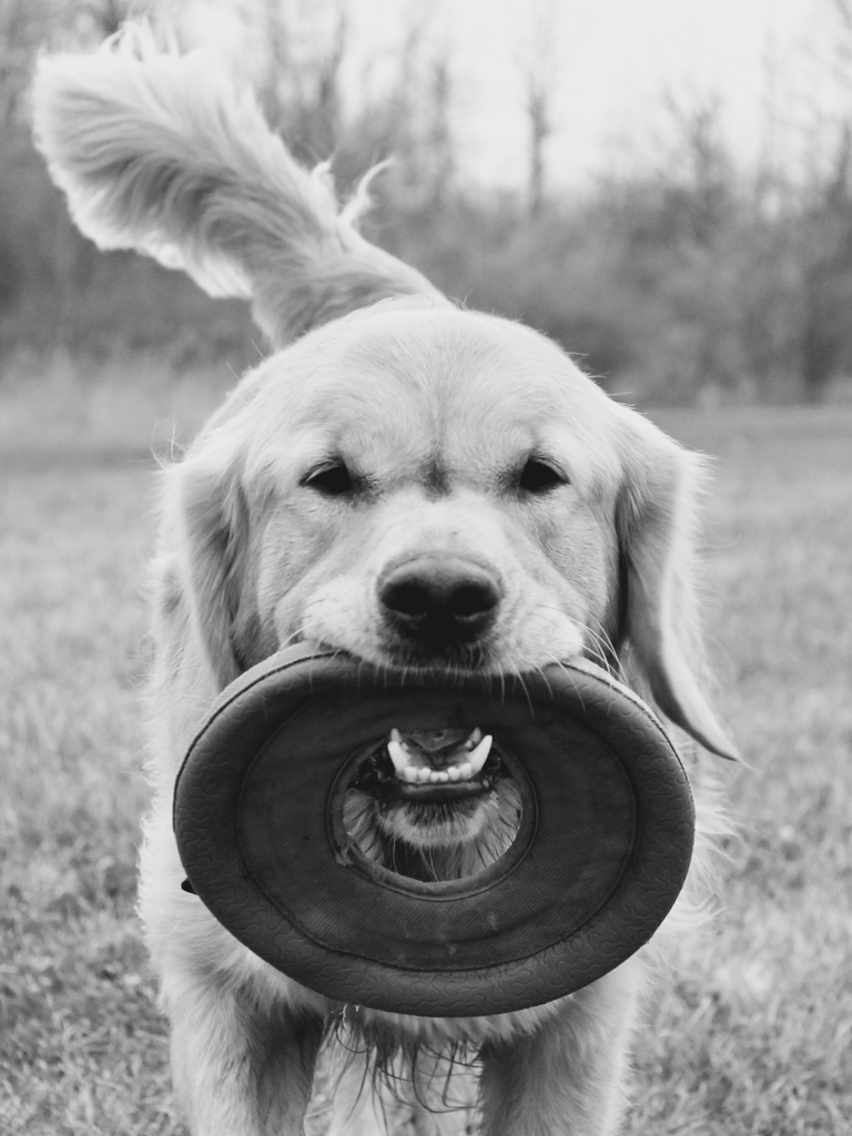 Frisbee