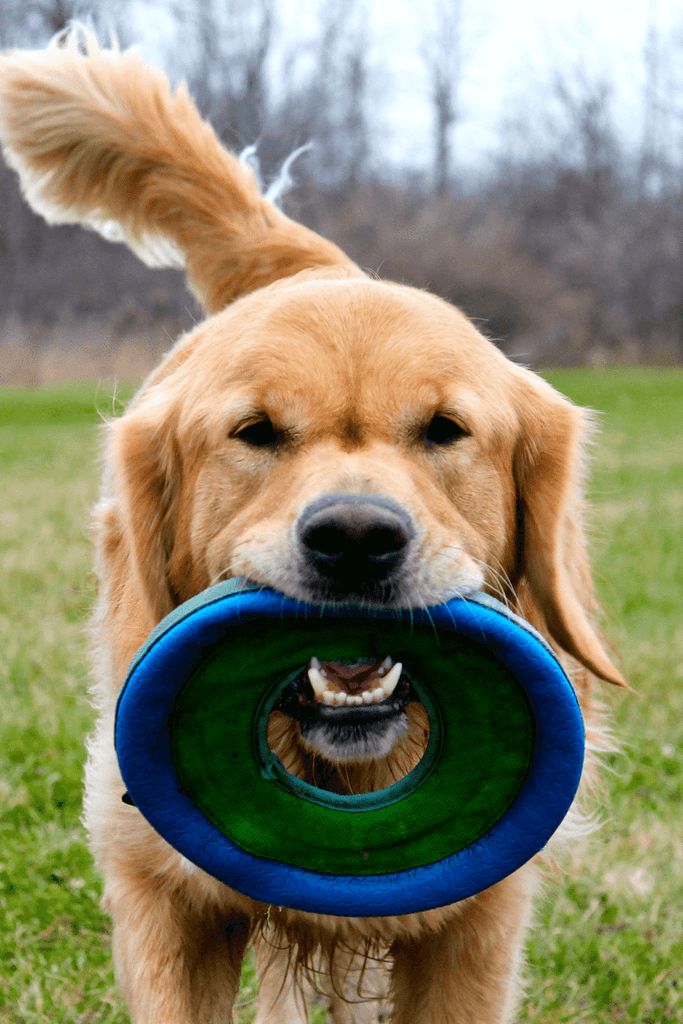 Frisbee