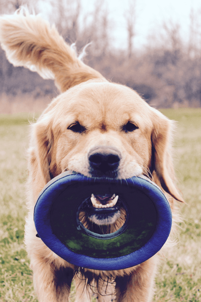 Frisbee