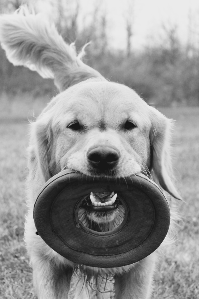 Frisbee