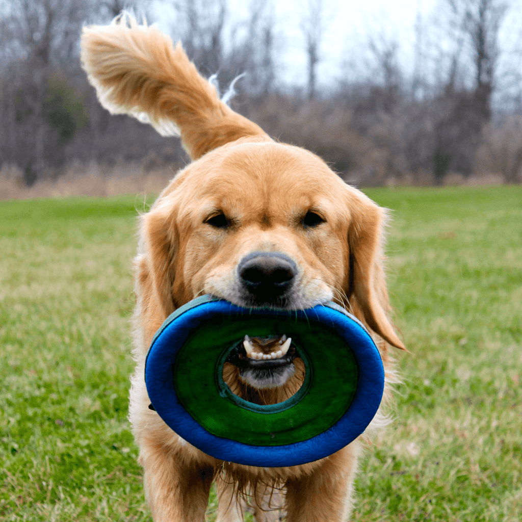 Frisbee