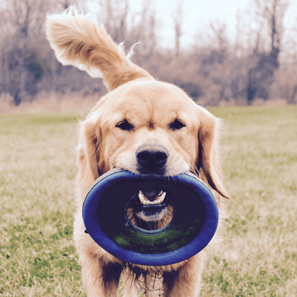 Frisbee
