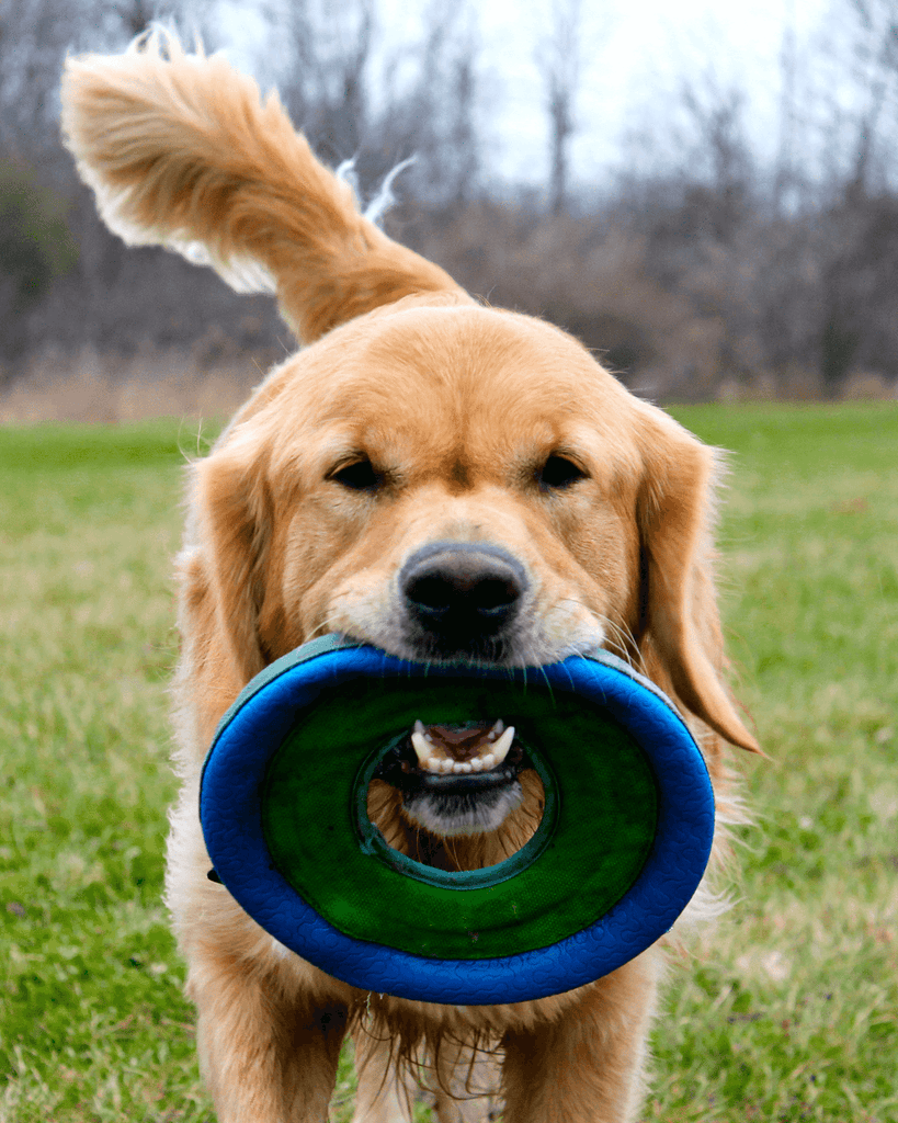 Frisbee
