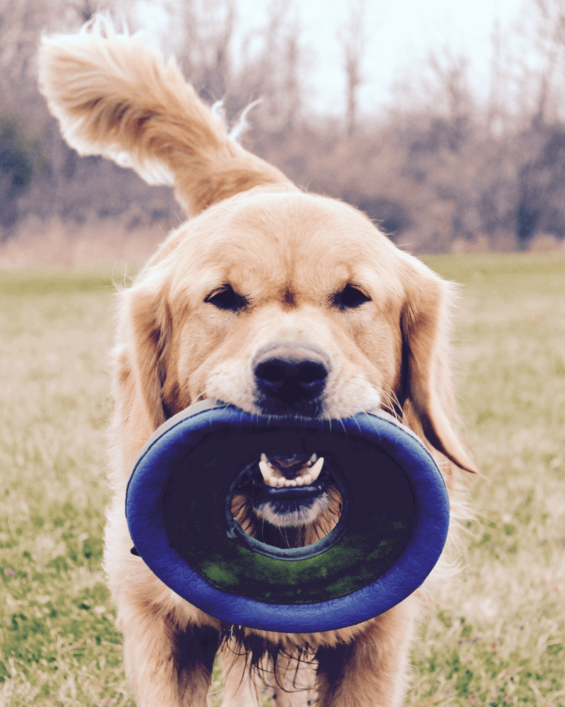 Frisbee