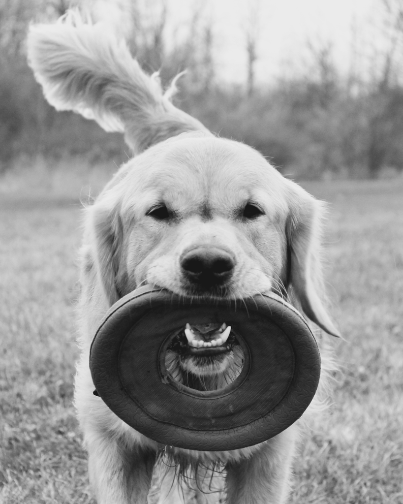 Frisbee