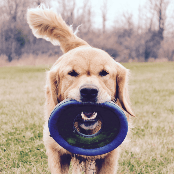 Frisbee