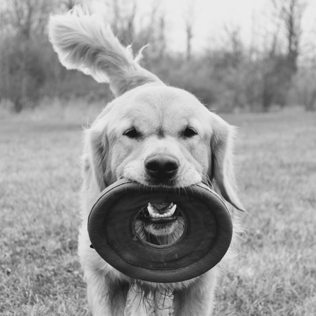 Frisbee