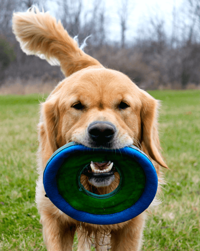 Frisbee