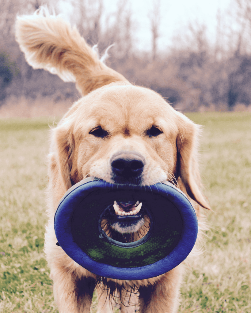 Frisbee