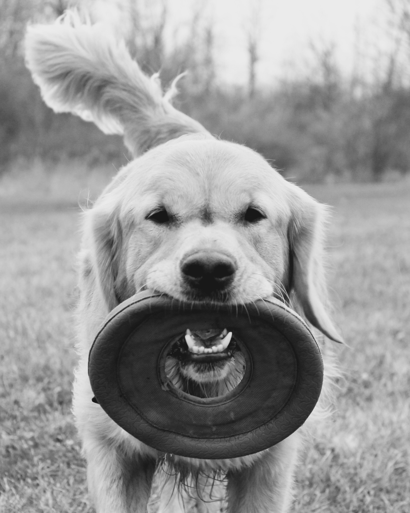 Frisbee
